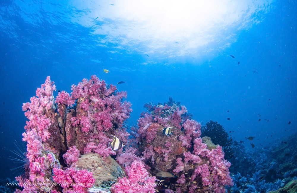 Stonehenge est l'un des plus beaux jardins de corail de Thaïlande