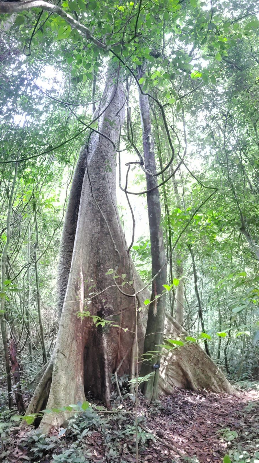 Un magnifique arbre sacré dans la jungle de Khao Sok