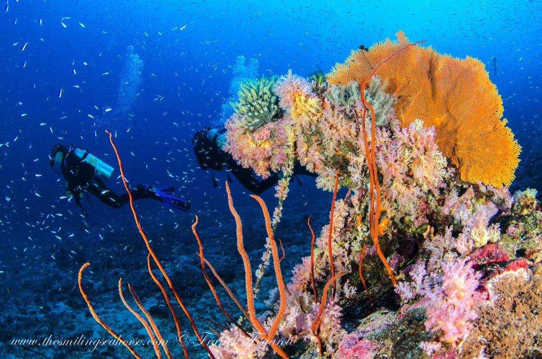 coral reel andaman sea