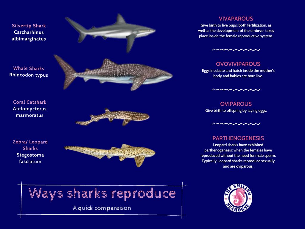 La reproduction des requins baleine