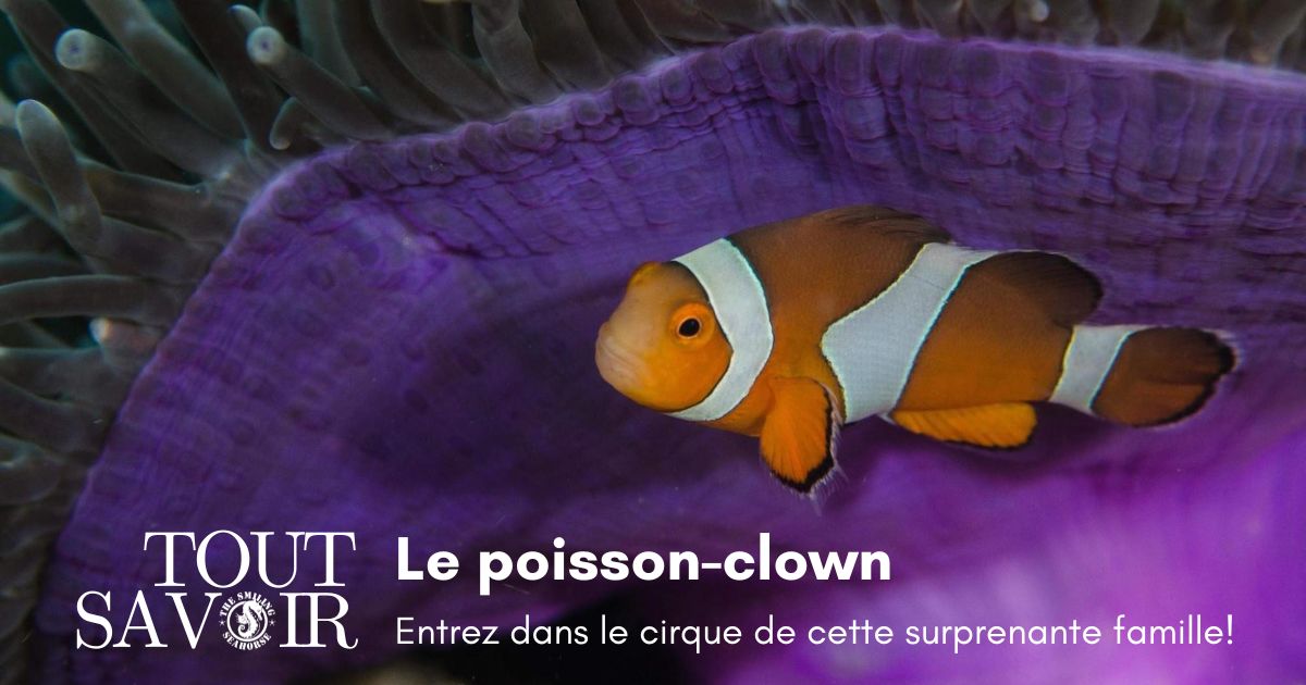 Le poisson-clown est un poisson anémone, une espèce spécialisée de poisson demoiselle. 