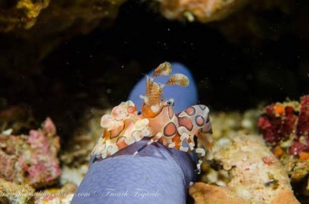 Comment les crevettes arlequin tuent-elles les étoiles de mer ?