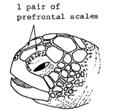 Les tortues vertes ont une paire d'écailles frontales 