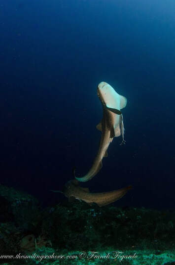 Ogquaton Premium Qualité Mignon Pieuvre Requin Mer Cheval