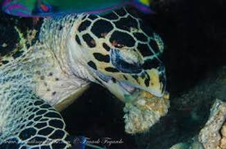 Les tortues n’ont pas de dents, mais une mâchoire puissante et un bec crochu lui permettant de “déchirer” sa proie.