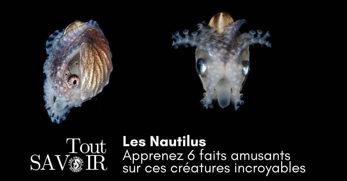 Le Nautilus peut avoir des relations sexuelles pendant 30 heures consécutives...