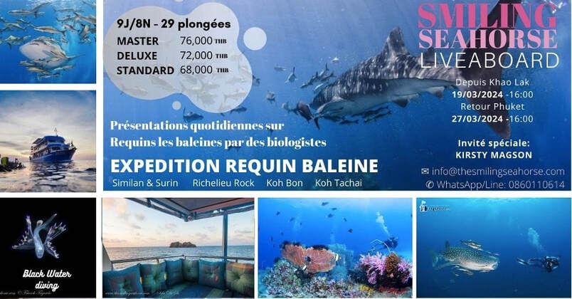 https://fr.thesmilingseahorse.com/trip-requins-baleine-2024.html