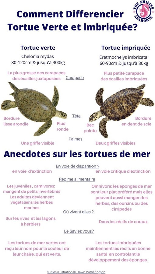 Comment différencier les tortues vertes des tortues imbriquées ?