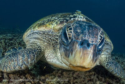 Les tortues vertes ont une paire d'écailles préfrontales 
