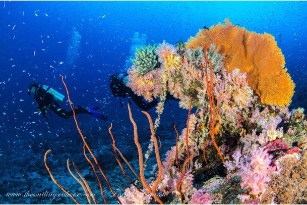 Récif de corail en Birmanie
