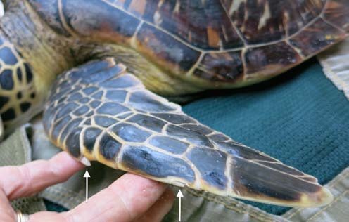 Les tortues imbriquées ont deux griffes sur leurs nageoires avant