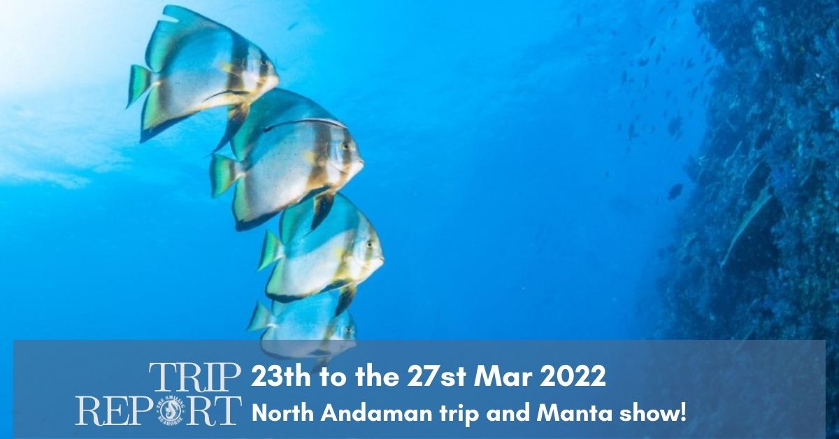 23rd Mars 2022 trip, beautiful Andaman Sea and Manta show!