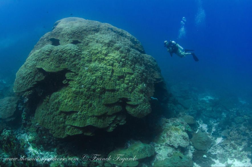Énorme tête de corail dans les Burma Banks, archipel Mergui