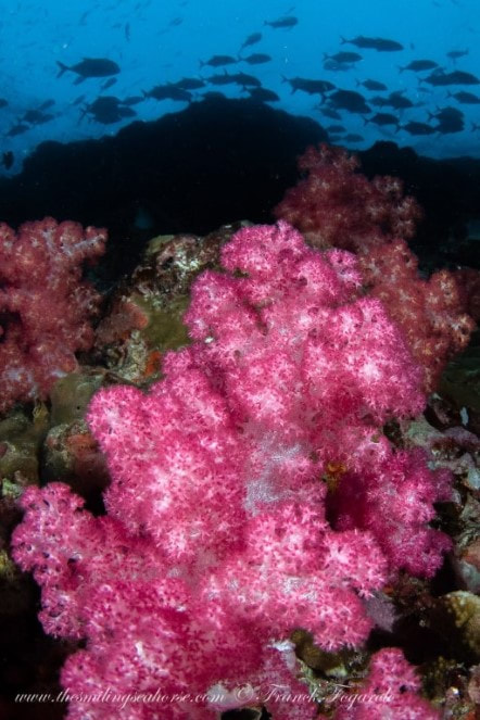 corail mou aux couleurs vives