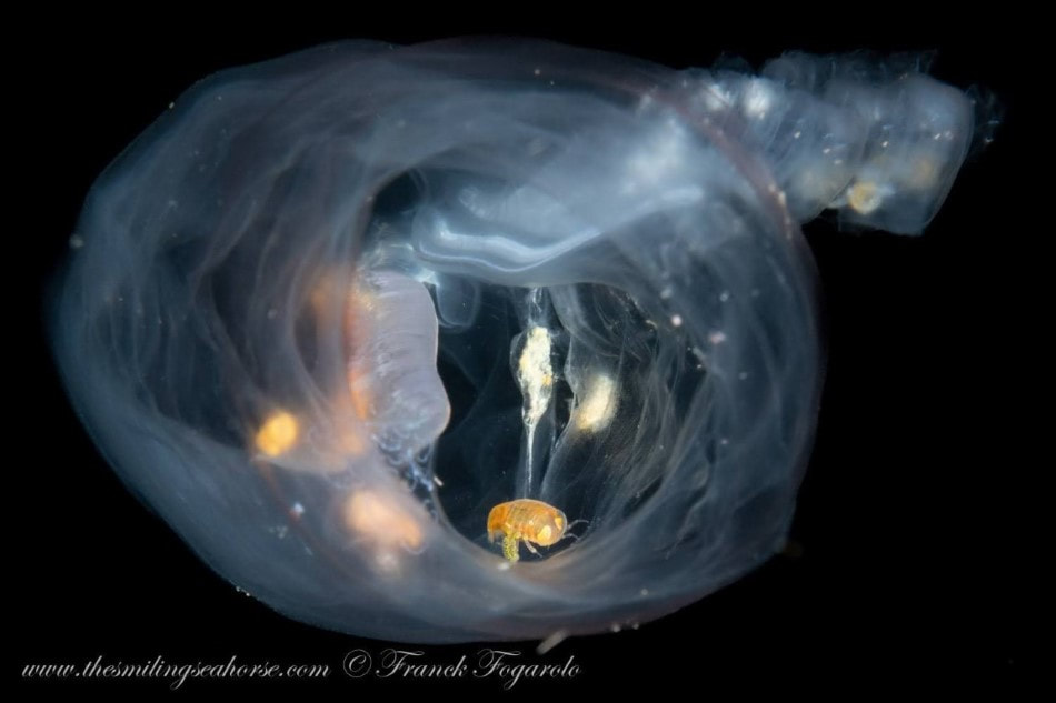 crustacé dans le plankton blackwater