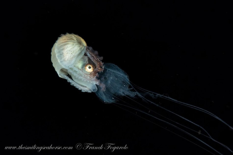 Nautilus papier femelle chevauchant une méduse