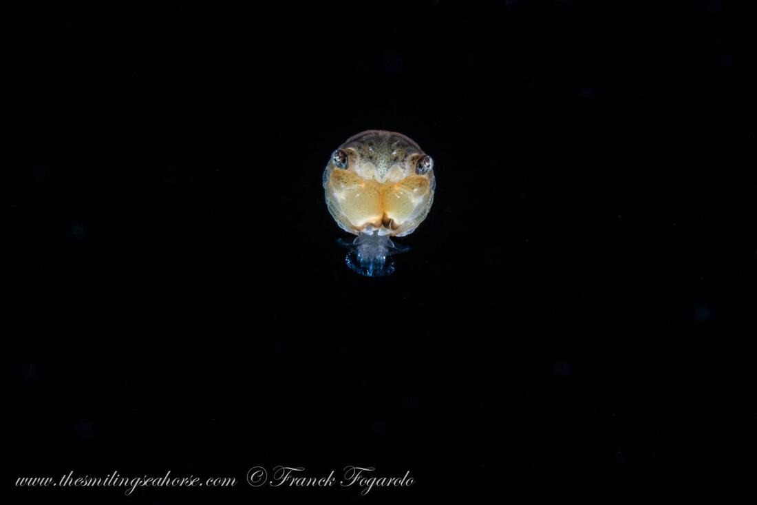 Bébé crabe sur une plongée dérivante de nuit. 