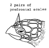 La tortue imbriquée a 2 paires d'écailles préfrontales 
