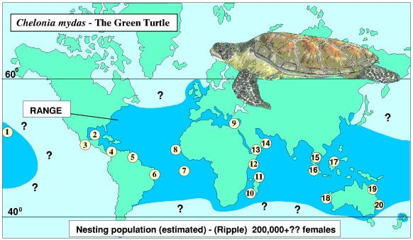 La tortue verte est présente dans les eaux tropicales et tempérées de tous les océans