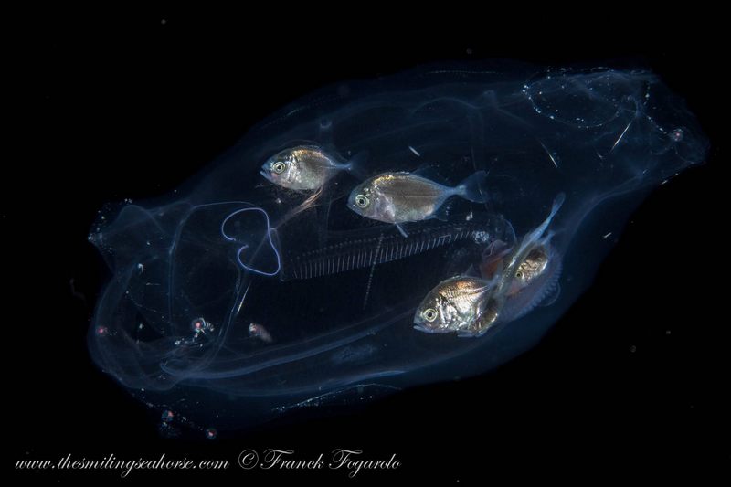 Méduse et poissons juvéniles