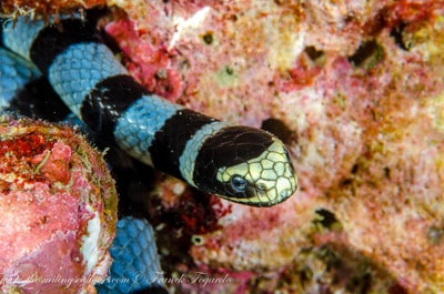 krait de mer bagués (serpents de mer)