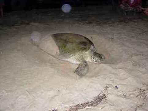 Maman tortue verte prête à pondre ses œufs sur la plage tranquille sur laquelle elle est née !