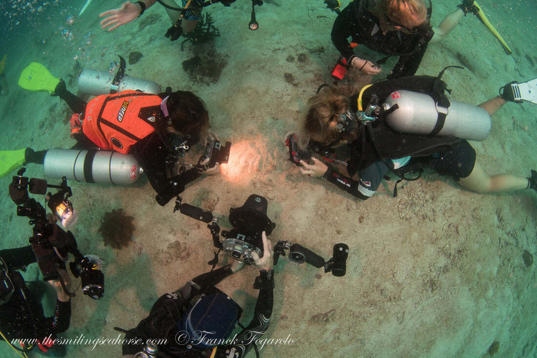 The Underwater Digital Photographer : fera de vous un photographe époustouflant et vous étonnerez tous vos amis avec de superbes photos sous-marines ! 