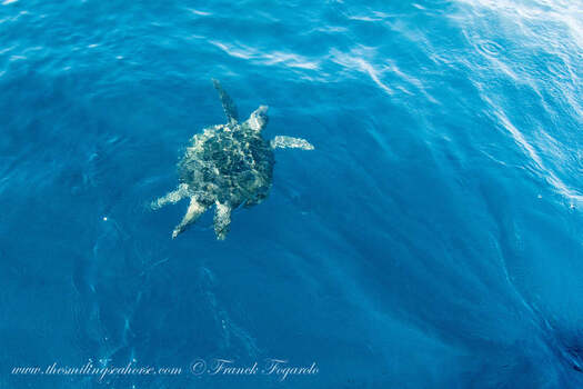 Une tortue marine très amicale...