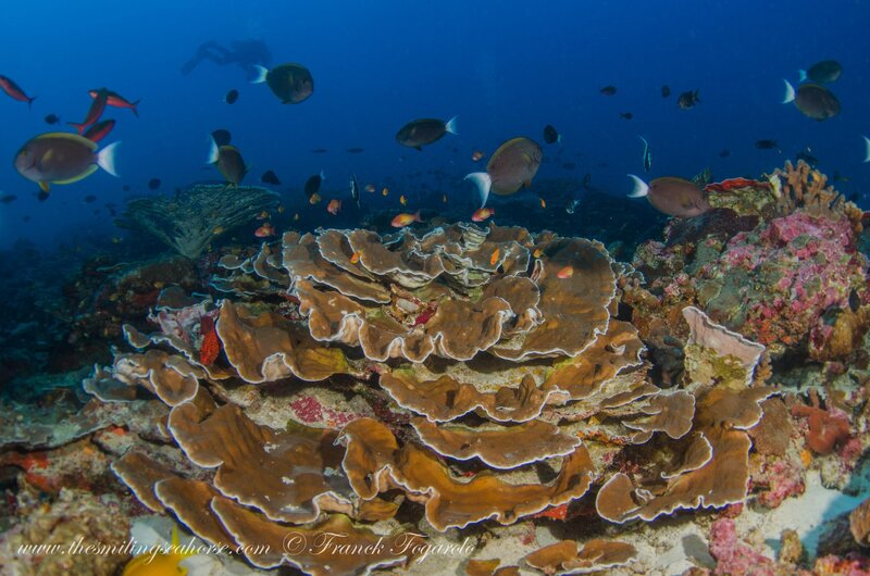 Merveilleux corail en Birmanie...