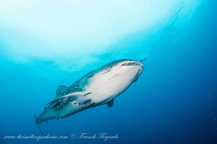 Requin baleine par Franck Fogarolo