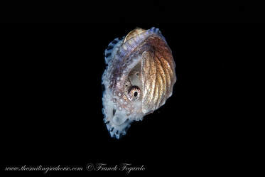 Les Nautilus vivent également une vie pélagique et sont rarement vus sur le récif.