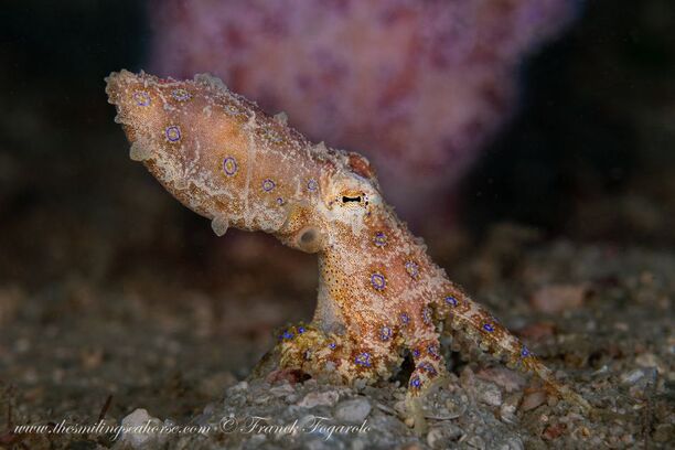 Cette petite pieuvre timide fait partie des animaux les plus mortels de notre planète !