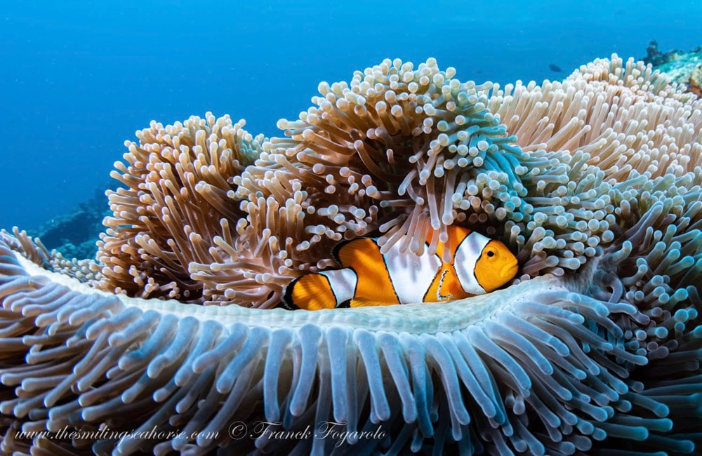 Poisson clown, Anemone Reef