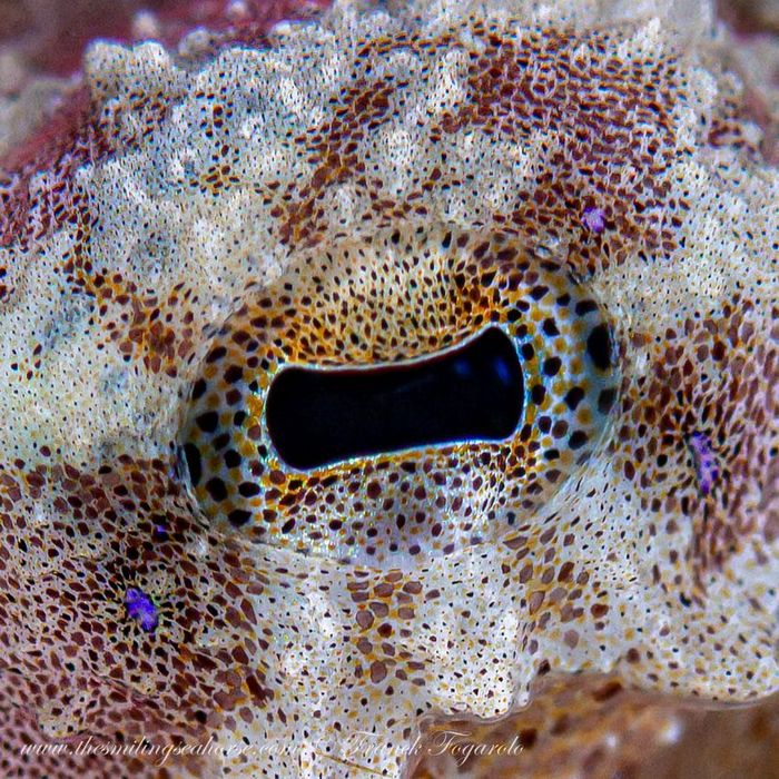 L'oeil magnifique de la pieuvre à anneaux bleus