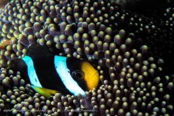 Clark anemonefish
