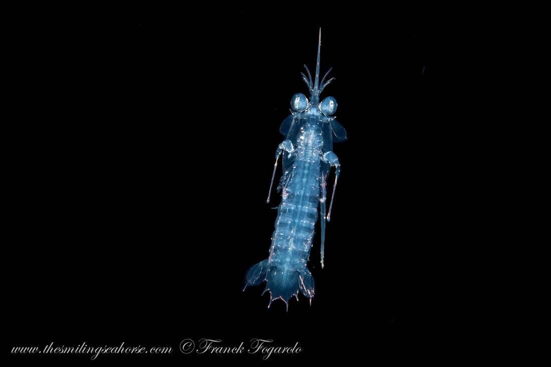 Crevette mante transparente sur une plongée blackwater
