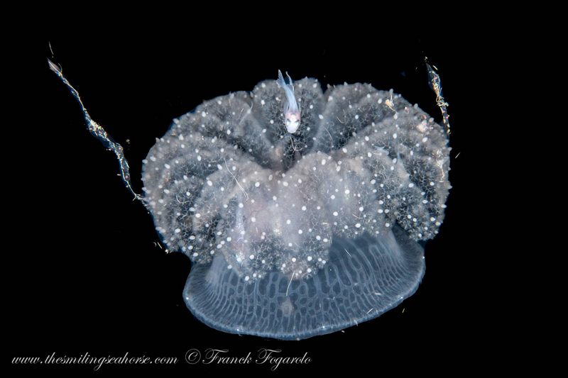 Magnifique méduse sur une plongée blackwater 