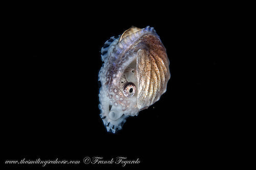 Nautilus aperçu dans les Similans en mars 2021 lors d'une plongée en black water