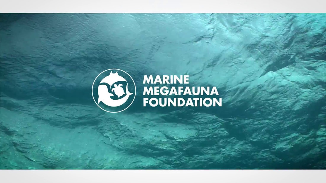 Marine Mega Fauna