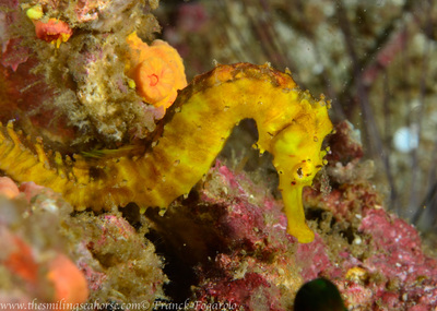 Hippocampe jaune sur récif de corail 