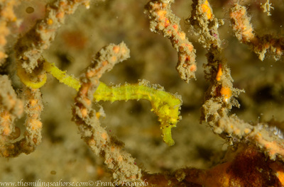 Petit hippocampe jaune accroché au corail