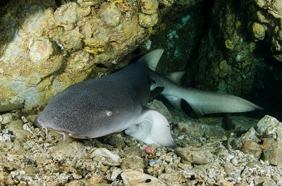 Visiter des grottes habitées par des requins nourrices