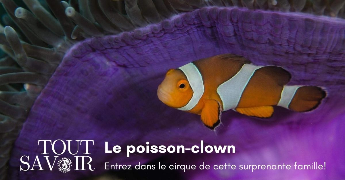 La famille des poissons-clown, qui sont-ils ?