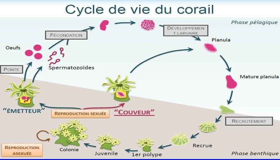 Voici les étapes du cycle de vie des récifs coraliens
