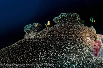 Clark anemonefish facile à repérer 
