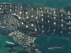 Les photos du côté gauche de l'animal entre les branchies et la nageoire dorsale sont le lieu d'identification