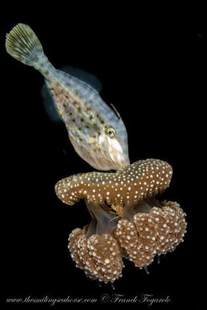 Filefish se nourrissant d'une méduse blackwater