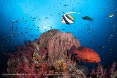Des récifs coralliens en bonne santé et pleins de vie 