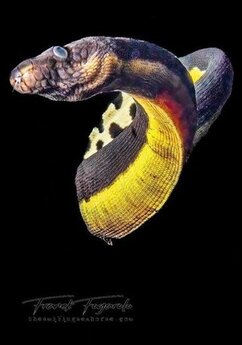 Serpent de mer pélagique, plongée Blackwater