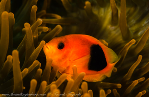 Les poissons clowns à selle (Amphiprion Ephippium) ont une couleur rouge-orange. C'est l'un des rares poissons-clowns sans bande latérale blanche. 